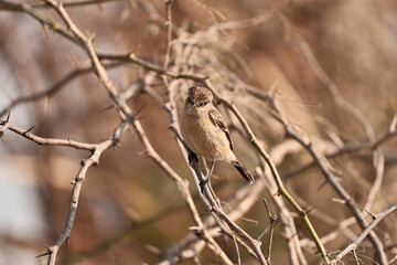 Siberian Stonechat