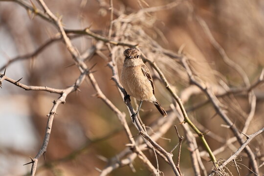 Siberian Stonechat