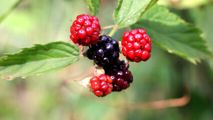 Juicy ripe and unripe wild berries on a natural bush. © Aistock