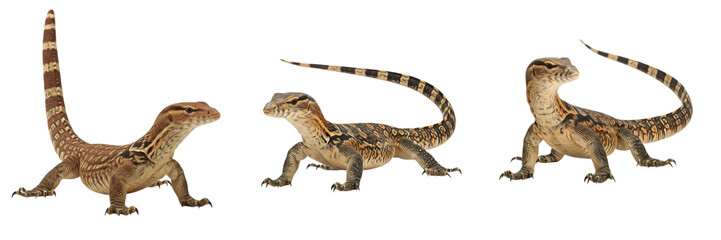 Fototapeta premium Ackie Monitor (Varanus acanthurus) Isolated on White Background, Full Body Australian Monitor Lizard Standing on White Floor, Spiny-Tailed Reptile Cutout, Wildlife Stock Photo Image