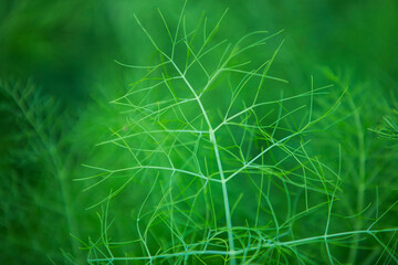 Close up of fresh fennel on green background. Macro.