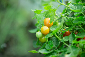 ripe tomatoes on a branch