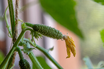 Fototapeta premium Macro shot of a young small cucumber growing on a vine with yellow flower