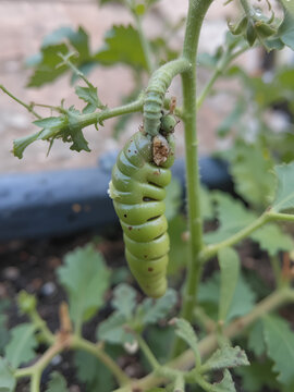 A Tobacco hornworm eating a tomato plant.