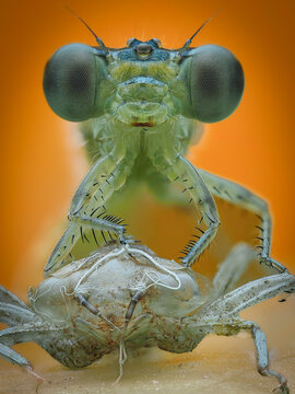 A bright green damselfly emerges from its brown nymph exoskeleton on a leaf, showcasing a stunning moment of metamorphosis and natural transformation, 16 February 2026 Indonesia