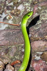 Fototapeta premium smooth green snake lifts body along a rock closeup