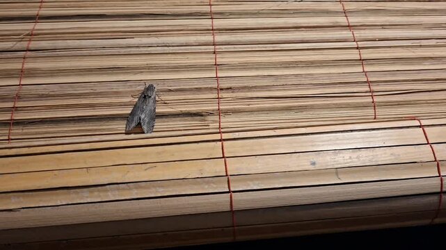 a large moth perched on a bamboo curtain at night