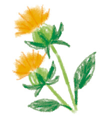 クレヨンでラフに描いた漢方生薬、紅花のベクターイラスト