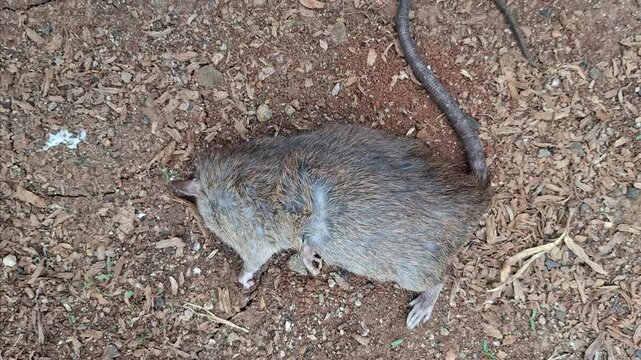 rat carcasses, stiff dead rat bodies, pest control