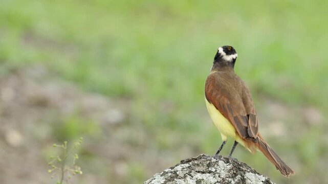 Detailed close-up of a Great Kiskadee (Pitangus sulphuratus) highlighting its vibrant plumage and distinctive markings. Ideal for wildlife documentaries, educational content, birdwatching media.
