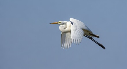 Obraz premium Great Egret in Flight - A Study in Grace and Power.