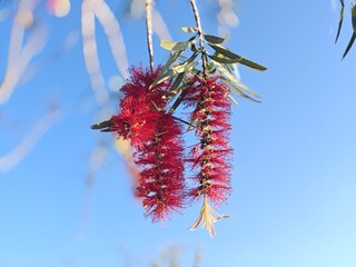Red Blossom on the Tree