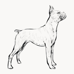 Obraz premium Boxer dog animal illustration vector