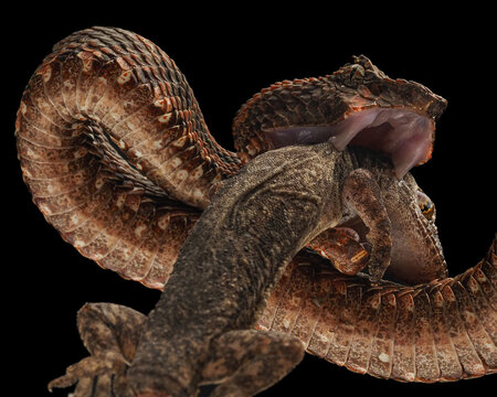 A Spiny Bush Viper (Atheris hispida) with keeled scales swallows a lizard whole. This African predator is known for its dragon-like appearance, 16 February 2026 Indonesia