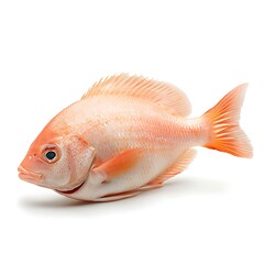 Obraz premium Freshly Caught Vibrant Fish with Bright Colorful Scales on White Background