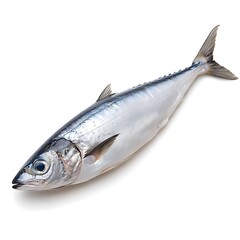 Fresh Silver Fish with Streamlined Body and Shiny Scales on White Background