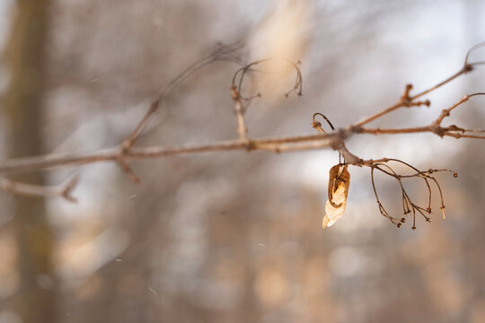 Close-up of dry maple seeds hanging from a bare branch in a soft-focus winter forest.