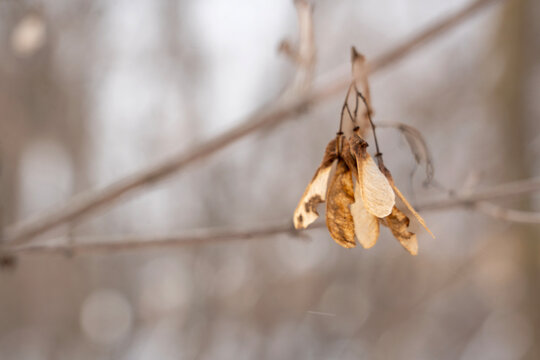 Close-up of dry maple seeds hanging from a bare branch in a soft-focus winter forest.