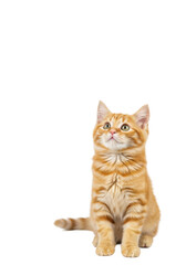 Obraz premium fluffy ginger tabby kitten with green eyes gazing up at a sparkling red glitter snowflake ornament hanging above it on a bright white studio background. classic christmas holiday pet concept