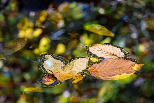 autumn leaves on water with surface tension in bright patches of yellow