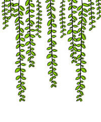 Hanging green vines illustration, cascading ivy leaves border, hand-drawn tropical foliage isolated on transparent background. © Luci Font