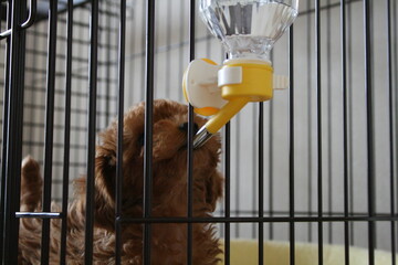水を飲むトイプードルの子犬