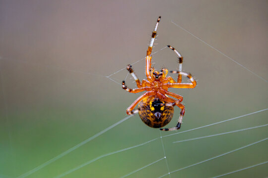 orb spider weaving its web with thread from the belly