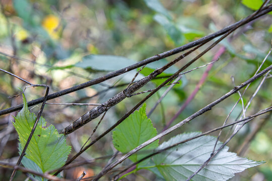 walking stick Phasmatodea blending in with bush branches