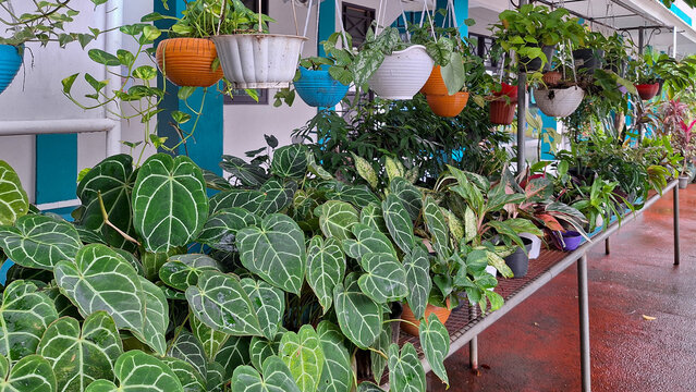 Various type of hanging plants pot including anturium in front of veranda house for home decorations, vertical garden. collection of potted plants, hanging plant.