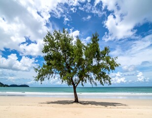 Solitary Tree on Tropical Beach with Blue Sky and Clouds.