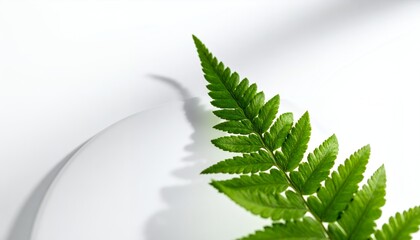 Vibrant Green Fern Leaf on White Background with Subtle Shadows.