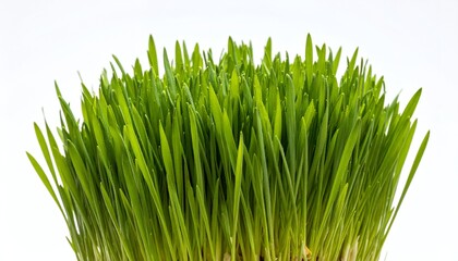 Vibrant green wheatgrass sprouts on a clean white background, symbolizing freshness and healthy living.