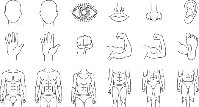 Collection of human anatomy line icons featuring facial features hands muscular arms and athletic male and female body physiques