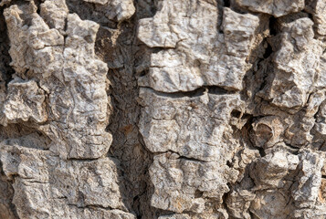 Fototapeta premium Rough Tree Bark Close-Up with Natural Wooden Texture
