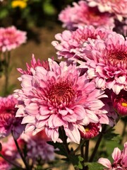 pink chrysanthemum flowers