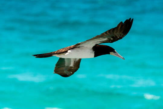 The brown booby seabird advances in precise flight over the sea, adjusting its wings and posture before the swift dive that ensures its efficient hunting among the coastal waves.