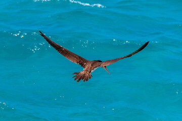 Fototapeta premium The brown booby seabird advances in precise flight over the sea, adjusting its wings and posture before the swift dive that ensures its efficient hunting among the coastal waves.