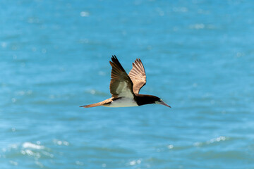 Obraz premium The brown booby seabird advances in precise flight over the sea, adjusting its wings and posture before the swift dive that ensures its efficient hunting among the coastal waves.