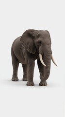 Obraz premium African elephant standing in side profile with textured gray skin and visible tusks