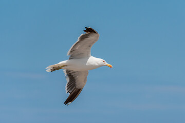 Fototapeta premium The lesser black-backed gull (Larus fuscus) glides with precision over the sea, adjusting its wings and posture as it advances in steady flight, revealing the typical elegance of seabirds.