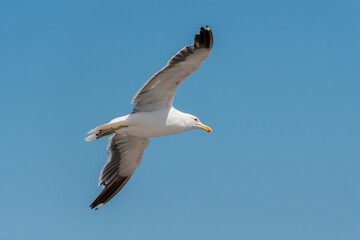 The lesser black-backed gull (Larus fuscus) glides with precision over the sea, adjusting its wings and posture as it advances in steady flight, revealing the typical elegance of seabirds. © LGAndrade