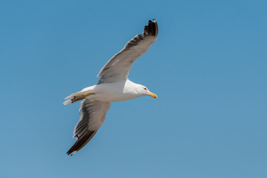 The lesser black-backed gull (Larus fuscus) glides with precision over the sea, adjusting its wings and posture as it advances in steady flight, revealing the typical elegance of seabirds.