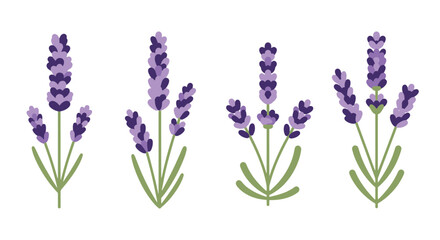 Fototapeta premium Lavender Plant Line clean creative tone vector