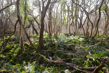 Obraz premium old wild forest in the winter sunlight