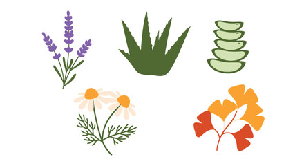 Medicinal Plant Line filled art flat design abstract dynamic color vector