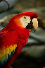 Fototapeta premium scarlet macaw portrait