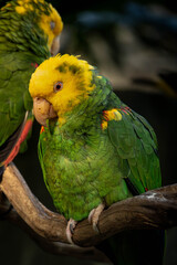 Fototapeta premium yellow and green parrot