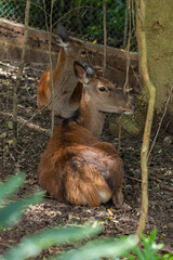 VEADO CAMPEIRO ADULTO