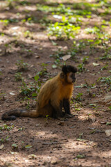 Fototapeta premium MACACO PREGO