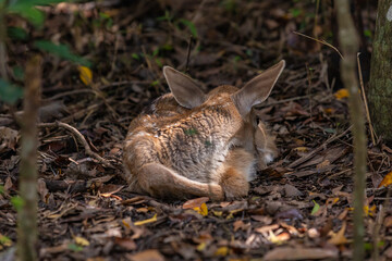 Obraz premium VEADO CAMPEIRO FILHOTE